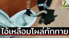 สยอง⁉️หนุ่มข้าราชการแทบช็อก กดชักโครกน้ำไม่ลง ไอ้เหลื่อมโผล่หัวทักทาย🐍