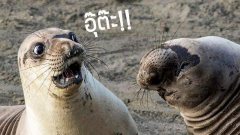 รวมภาพ ตลกๆ สามาถเซฟไว้คอมเม้นต์ได้ อัพเดทเรื่อยๆ