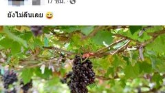องุ่นแน่นมาก!! หนุ่มยืนเก็บองุ่น คุณภาพเกรด A เห็นแล้วหิวเลย