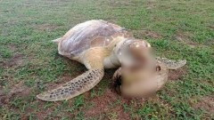 พบเต่าทะเลเกยตื้นเสียชีวิต คาดว่ากินถุงพลาสติก ติดคอ