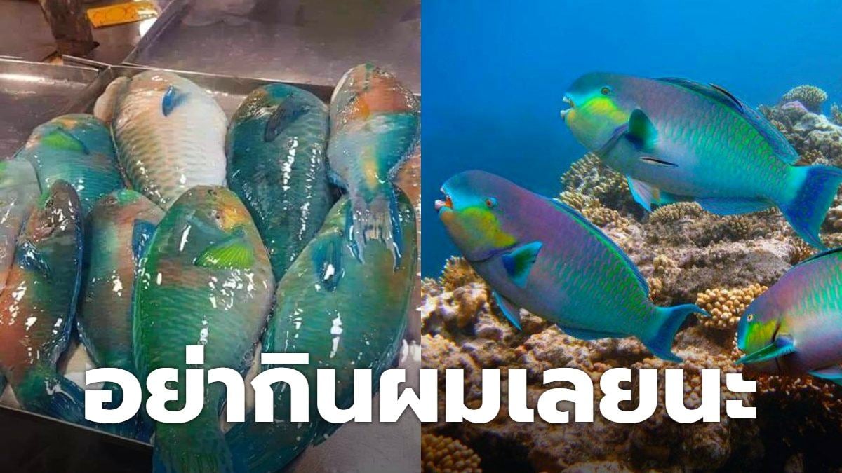 ผมชื่อปลานกแก้ว มีสีสันสวยงาม อย่ากินผมเลยนะ