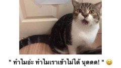 ตลกๆ ขำขำ ตอนเย็น