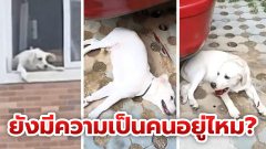 สาวทะเลาะผัว จับหมาโยนลงมาจากชั้น 4