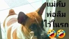 เรียกฮา!!ก่อนนอน!!🤣