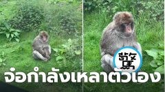 นทท.ช็อก! หลังพบลิงกำลังเหลาตัวเอง