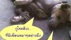 ตลกๆ ขำขำ ตอนเที่ยง