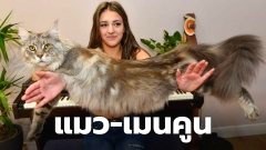 สาวอเมริกันวัย 14 ปี เผยสัตว์เลี้ยงตัวโปรด "น้องแมวพันธุ์เมนคูน" หลัง เพื่อนบ้านตกใจนึกว่าเลี้ยงสิงโต