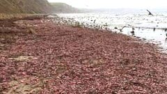 ตะลึง! "ปลากระจู๋" นับพันตัวมาเกยฝั่ง ที่ชายหาดในรัฐแคลิฟอร์เนีย