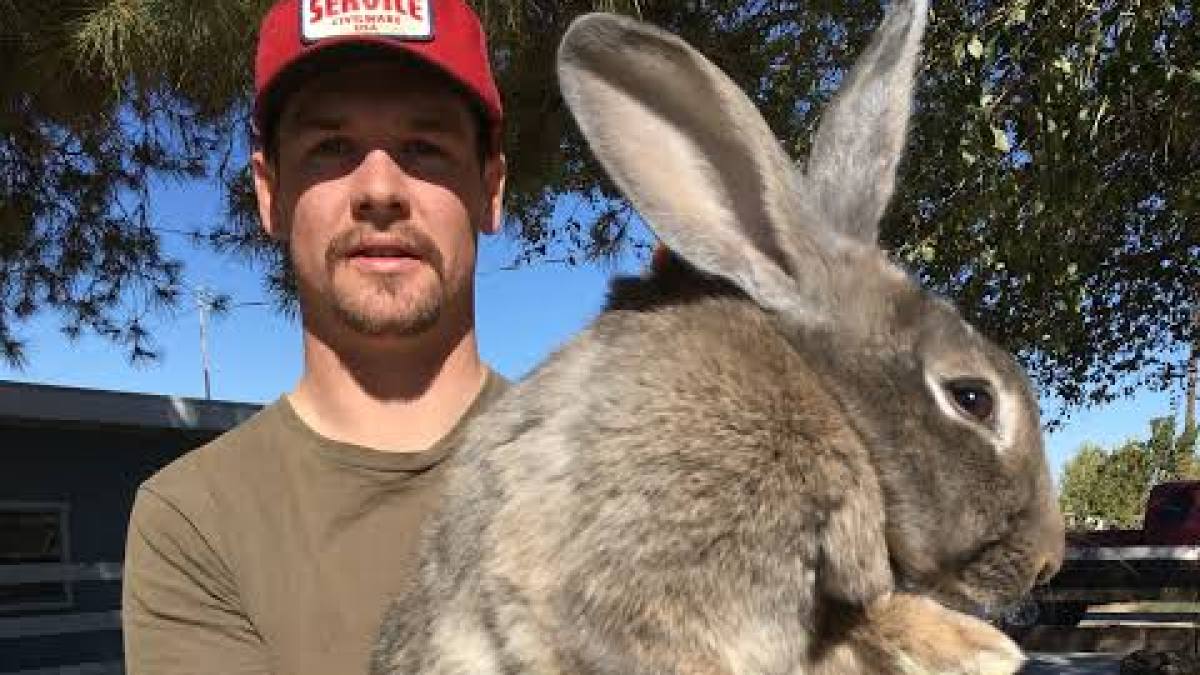 กระต่าย Flemish Giant..กระต่ายสายพันธุ์ที่ตัวใหญ่ที่สุดในโลก