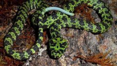 งูที่หายากที่สุดในโลก: Blue Snake ขายในราคา 500,000 ดอลลาร์