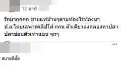 ชายแท้แบบบ้านๆ ตามท้องไร่ท้องนา ปลาช่อนตัวเท่าแขน