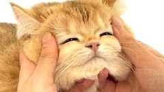 ขำๆ ตลกๆ ตอนเย็น
