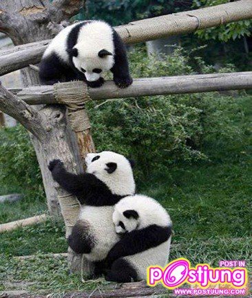 ปีนขึ้นมาเร็วน้องลูกโป่ง