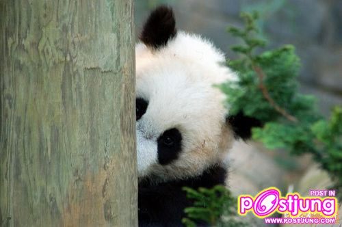 ซุ่มโจมตี