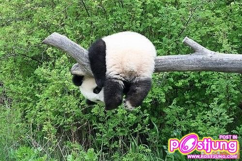 ลงไงง่ะ