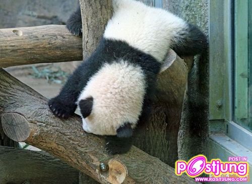 เคลื่อนไหวได้ทุกรูปแบบ