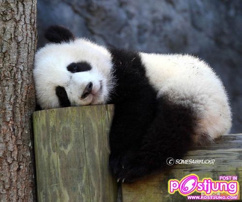 วันนี้ฝึกเหนื่อยจัง..Zzzzz