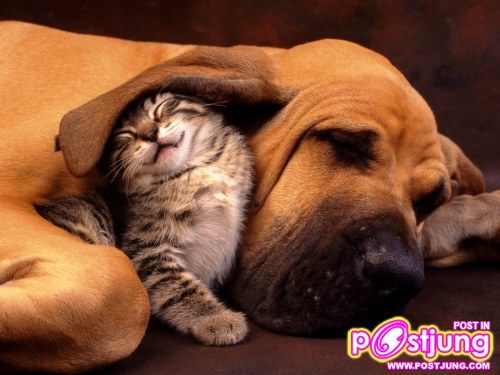 แอบที่นี่มิดสุด