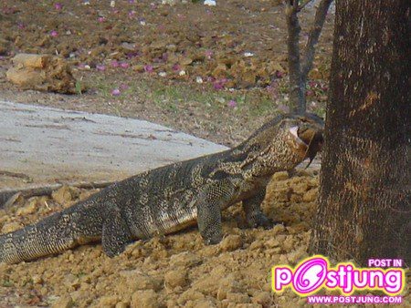 ตัวไรเอ่ย