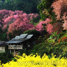 ซากุระบานที่เชียงใหม่ (หลายคนอาจจะเคยเห็นแล้ว)