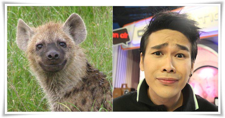 ไฮยีน่าตัวไหนน่ารักกว่ากัน??