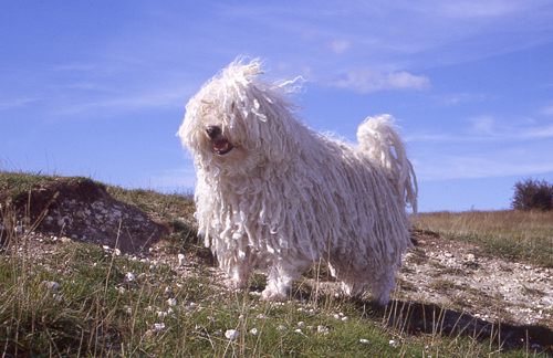 ชิงหมาเกิด  หมาหิมะ น่ารักๆ มารู้จักกัน