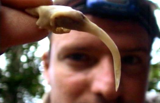 งูพิษเขี้ยวยาวที่สุดในโลก