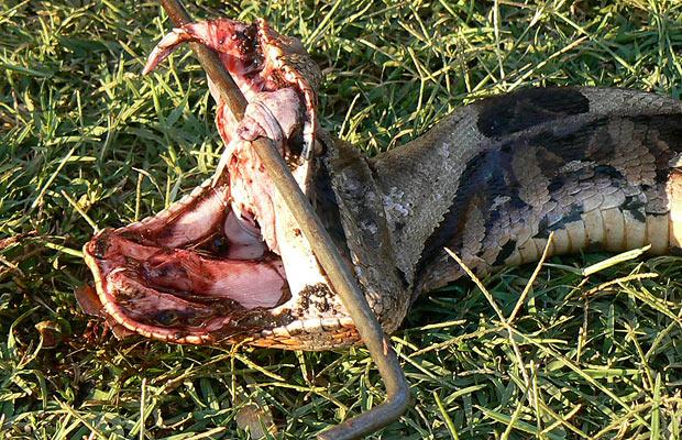 งูพิษเขี้ยวยาวที่สุดในโลก