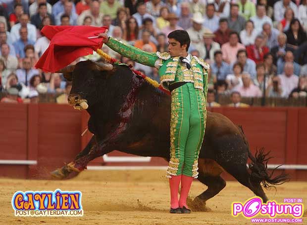 กระทิงดุ มาธาดอร์..ตุง