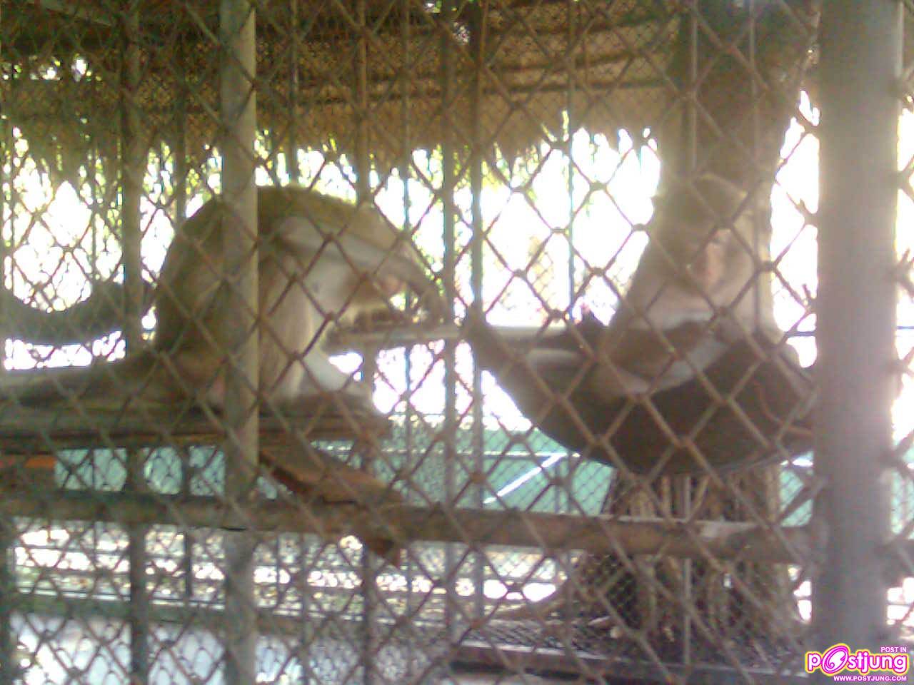 ลิง แสม