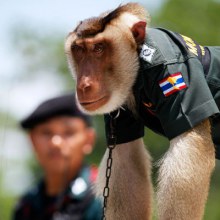 ลิงตำรวจสันติสุข คุ้มครองครู เยี่ยมนักเรียนอย่างเป็นกันเอง