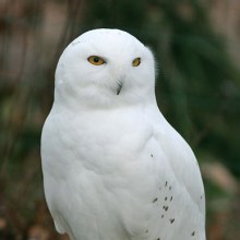 นกของ แฮร์รี่ งุงิ แบ๊ว ๆ