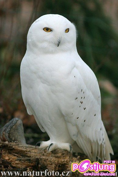 นกของ แฮร์รี่ งุงิ แบ๊ว ๆ