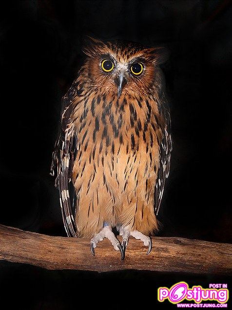 นกของ แฮร์รี่ งุงิ แบ๊ว ๆ