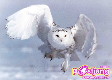 นกของ แฮร์รี่ งุงิ แบ๊ว ๆ