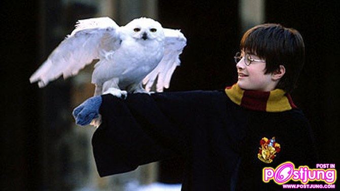 นกของ แฮร์รี่ งุงิ แบ๊ว ๆ