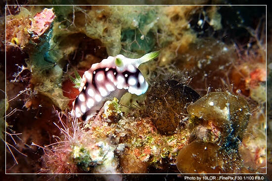 โลกใต้ทะเลไทย