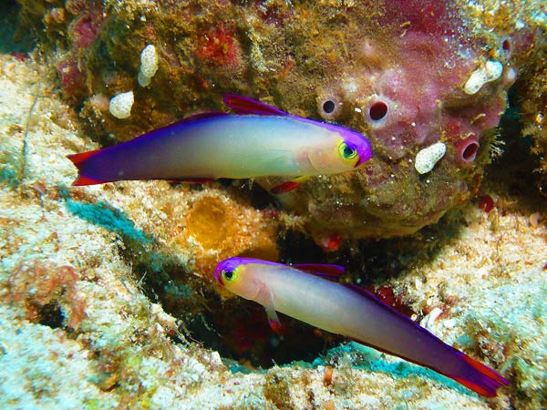 โลกใต้ทะเลไทย