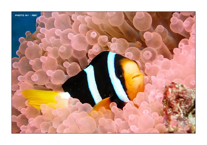 โลกใต้ทะเลไทย