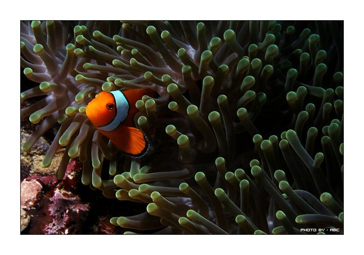 โลกใต้ทะเลไทย