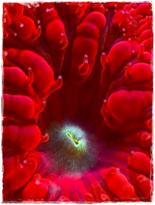 โลกใต้ทะเลไทย