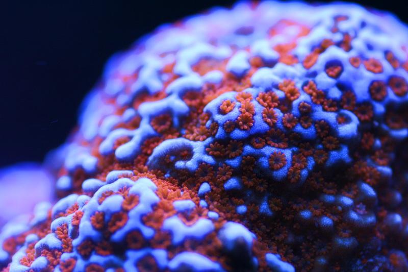 โลกใต้ทะเลไทย