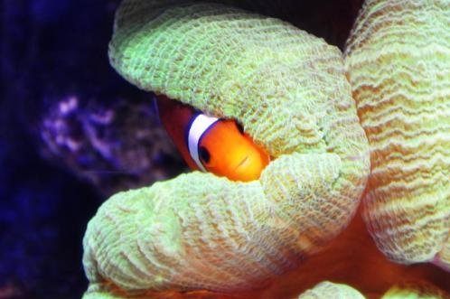 โลกใต้ทะเลไทย