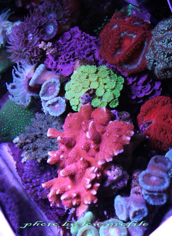 โลกใต้ทะเลไทย