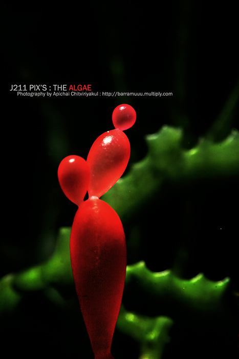 โลกใต้ทะเลไทย