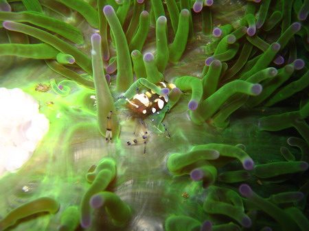 โลกใต้ทะเลไทย