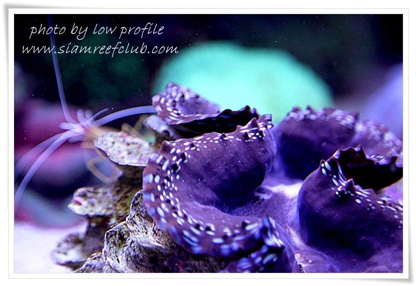 โลกใต้ทะเลไทย