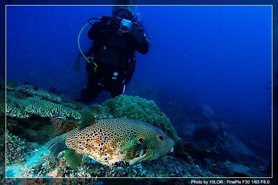 โลกใต้ทะเลไทย