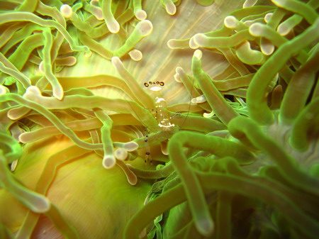 โลกใต้ทะเลไทย