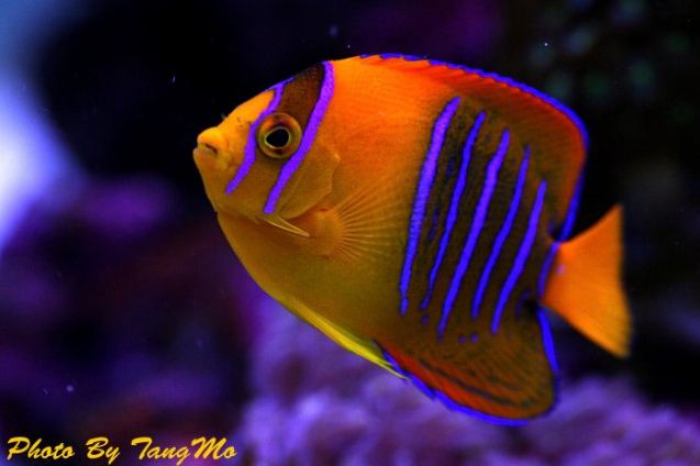 โลกใต้ทะเลไทย